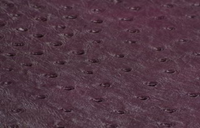 SOLA PLUM (PURPLE)