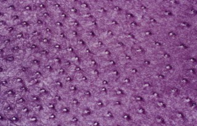 SOLA CYCLAM (PURPLE)